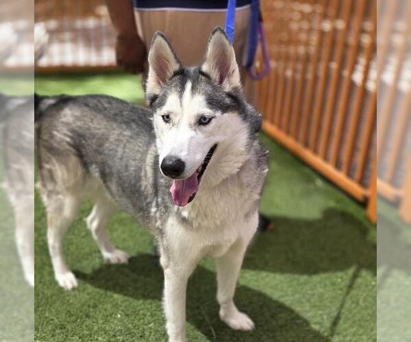 Medium Photo #2 Siberian Husky-Unknown Mix Puppy For Sale in Las Vegas, NV, USA