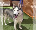 Small #1 Siberian Husky Mix