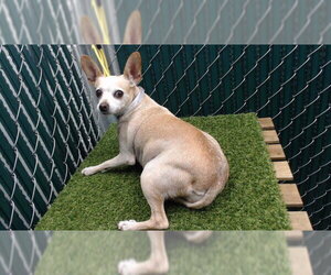 Chihuahua-Unknown Mix Dogs for adoption in Downey, CA, USA