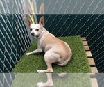 GEORGIA - Female Chihuahua-Unknown Mix Dog for Adoption - Small photo