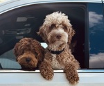 Small Photo #21 Goldendoodle (Miniature) Puppy For Sale in GILBERT, AZ, USA