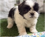Small Shih Tzu