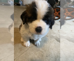 Saint Bernard Puppy for sale in WHITEHALL, PA, USA