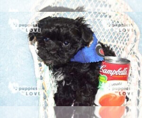 Medium Photo #4 Maltipoo Puppy For Sale in SANGER, TX, USA