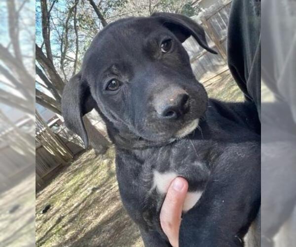 Medium Photo #1 American Staffordshire Terrier-Labrador Retriever Mix Puppy For Sale in San Antonio, TX, USA