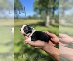 Small Photo #19 Boston Terrier Puppy For Sale in COTTONWOOD, CA, USA