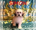 Small #1 Shih-Poo