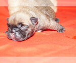 Puppy 3 French Bulldog