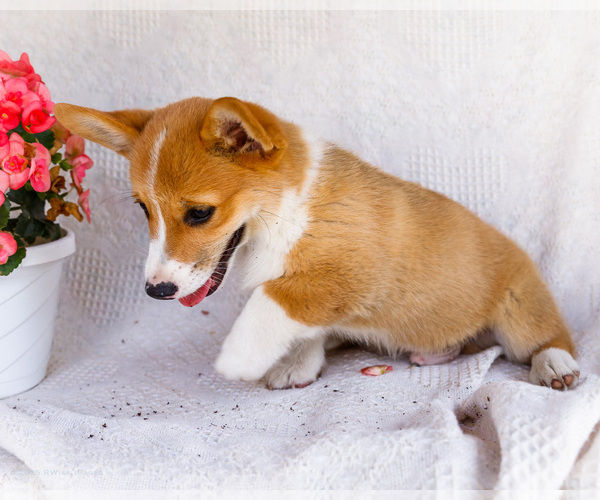 Medium Photo #53 Pembroke Welsh Corgi Puppy For Sale in WAKARUSA, IN, USA
