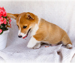 Small #6 Pembroke Welsh Corgi
