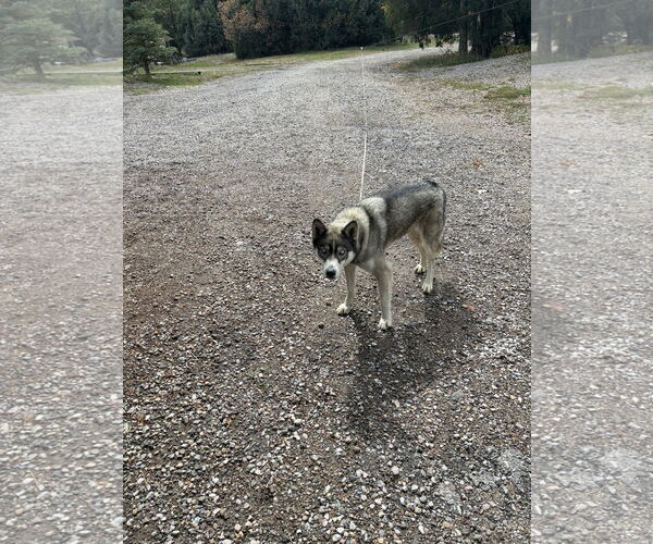Medium Photo #4  Puppy For Sale in , 