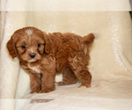Small #1 Cavapoo (Miniature)