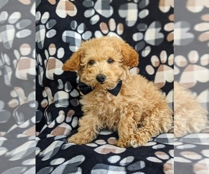 Poodle (Toy) Puppy for sale in LINCOLN UNIVERSITY, PA, USA