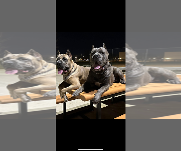 Medium Photo #1 Cane Corso Puppy For Sale in PALOS HEIGHTS, IL, USA