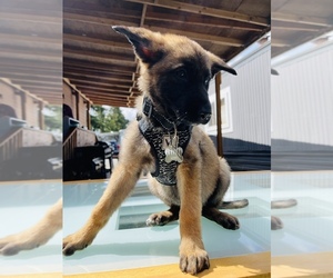 Malinois Puppy for sale in FEDERAL WAY, WA, USA