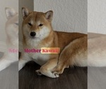 Small #11 Shiba Inu
