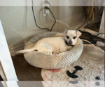 Small #2 Chihuahua Mix