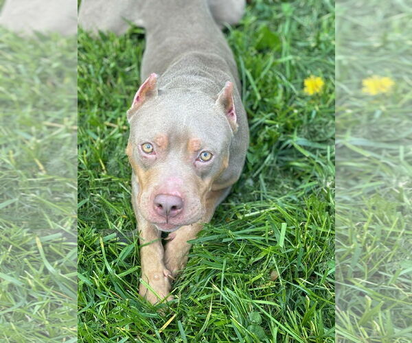 Medium Photo #3 American Pit Bull Terrier Puppy For Sale in Dublin, OH, USA