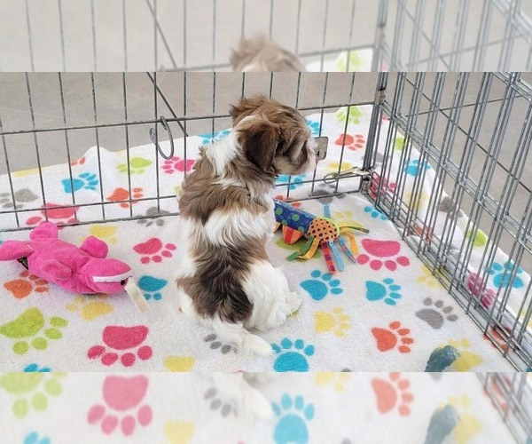 Medium Photo #3 Havashire Puppy For Sale in ORO VALLEY, AZ, USA
