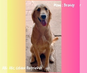 Mother of the Golden Retriever puppies born on 11/25/2025