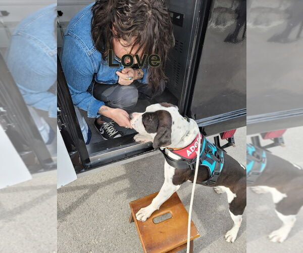 Medium Photo #4 Bullypit Puppy For Sale in Salt Lake City, UT, USA