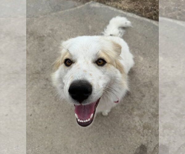Medium Photo #2 Aussie Pyrenees Puppy For Sale in Crystal, MN, USA