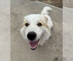 Small #1 Aussie Pyrenees