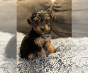 Yorkshire Terrier Puppy for sale in ATLANTA, GA, USA