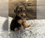 Small Photo #1 Yorkshire Terrier Puppy For Sale in ATLANTA, GA, USA