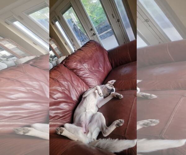 Medium Photo #12 Siberian Husky-Unknown Mix Puppy For Sale in Sandy, UT, USA