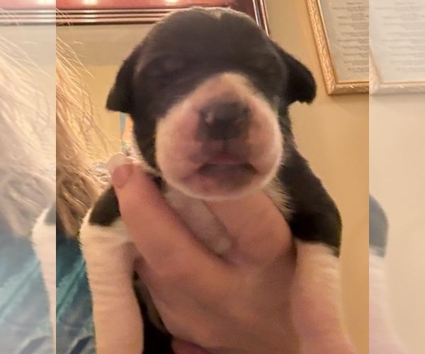 Medium Photo #15 Great Dane Puppy For Sale in CLANTON, AL, USA
