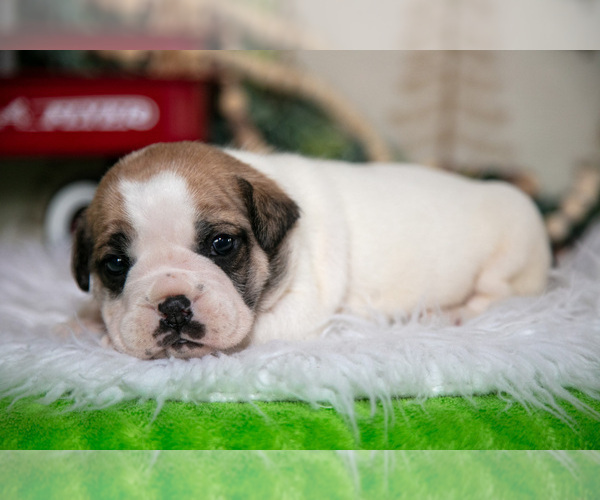 Medium Photo #1 Beabull Puppy For Sale in FRESNO, OH, USA