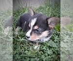 Small Photo #5 Pembroke Welsh Corgi Puppy For Sale in KINGSVILLE, MO, USA