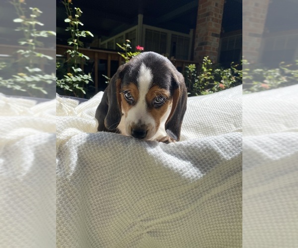Medium Photo #3 Beagle Puppy For Sale in CONROE, TX, USA