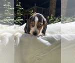 Small #2 Beagle