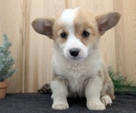 Small #4 Pembroke Welsh Corgi