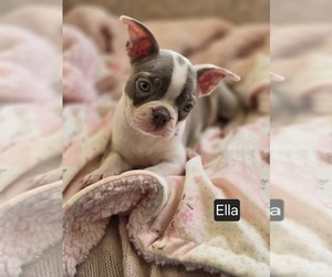 Boston Terrier Puppy for sale in MINERAL WELLS, WV, USA