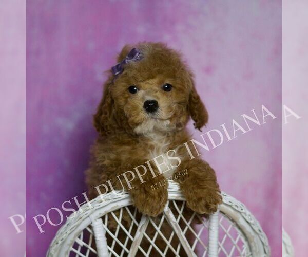 Medium Photo #41 Maltipoo (Miniature) Puppy For Sale in WARSAW, IN, USA