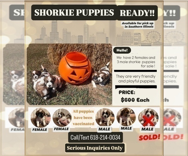 Medium Photo #3 Shorkie Tzu-Yorkshire Terrier Mix Puppy For Sale in CENTRALIA, IL, USA