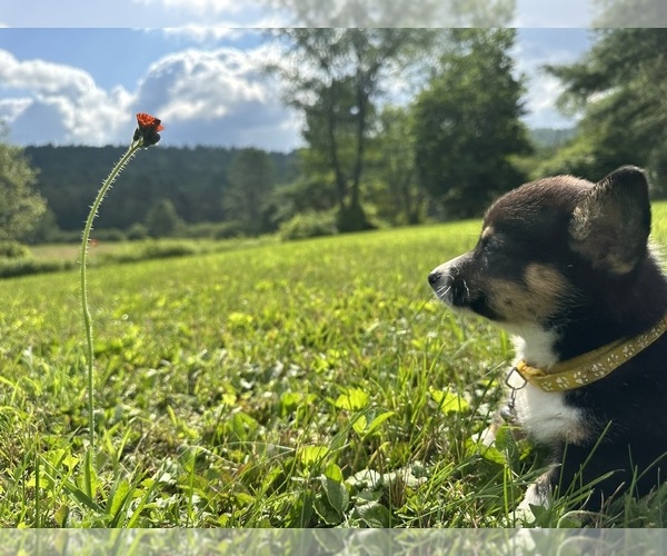 Medium Photo #56 Pembroke Welsh Corgi Puppy For Sale in PERKINSVILLE, VT, USA