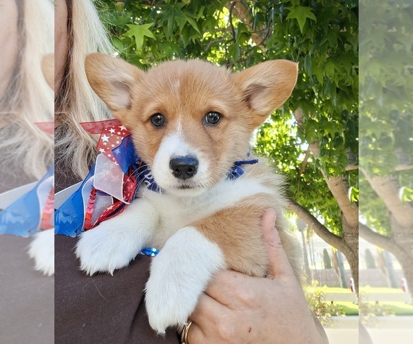 Medium Photo #31 Pembroke Welsh Corgi Puppy For Sale in ARROYO GRANDE, CA, USA