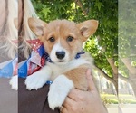 Small #30 Pembroke Welsh Corgi