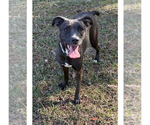 Mutt Dogs for adoption in Boston, MA, USA