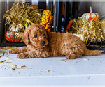 Small #4 Goldendoodle-Poodle (Miniature) Mix