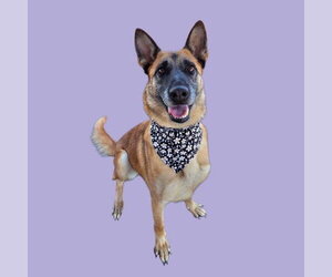 Mutt Dogs for adoption in Bakersfield, CA, USA