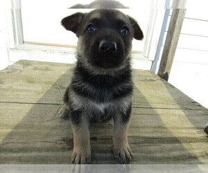 German Shepherd Dog Puppy for sale in COLDWATER, MI, USA