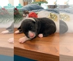 Small Photo #5 Australian Shepherd Puppy For Sale in FRANKLINTON, LA, USA