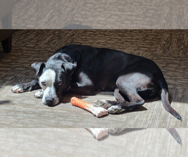 Medium Photo #4 Mutt Puppy For Sale in Candler, NC, USA