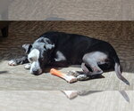 Small #3 Mutt