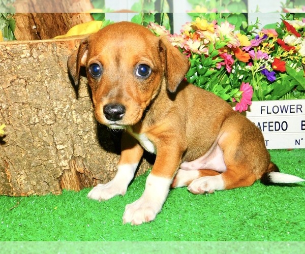 Medium Photo #2 Jack Russell Terrier Puppy For Sale in HAMMOND, IN, USA